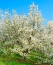 Blossom magnolia trees with flowers