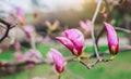 Blossom tree over nature background. Beautiful nature scene with blooming tree, sun and snow. Royalty Free Stock Photo