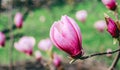 Blossom tree over nature background. Beautiful nature scene with blooming tree, sun and snow. Royalty Free Stock Photo