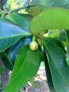 Blossom mangosteen flower Royalty Free Stock Photo