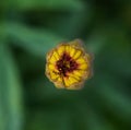 Blossom of Marigold, view from the top, Artistic photo of Marigold. Calendula is a genus of annual and perennial herbaceous plants