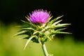 Blossom of a milk thistle against a black-green background. Royalty Free Stock Photo