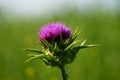 Blossom of a milk thistle in front of a withered rape field. Royalty Free Stock Photo