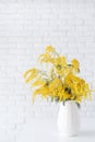 Blossom of Mimosa flower in white ceramic vase on white brick wall background with space for text Royalty Free Stock Photo
