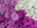 Blossom mix, white, purple, pink, motley dahlia flowers as background Royalty Free Stock Photo