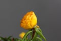 Blossom of a moss rose, Portulaca grandiflora Royalty Free Stock Photo