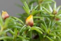 Blossom of a moss rose, Portulaca grandiflora Royalty Free Stock Photo