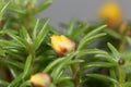 Blossom of a moss rose, Portulaca grandiflora Royalty Free Stock Photo