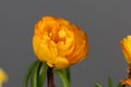 Blossom of a moss rose, Portulaca grandiflora Royalty Free Stock Photo