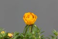 Blossom of a moss rose, Portulaca grandiflora Royalty Free Stock Photo