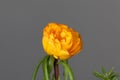 Blossom of a moss rose, Portulaca grandiflora Royalty Free Stock Photo