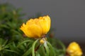 Blossom of a moss rose, Portulaca grandiflora Royalty Free Stock Photo