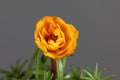 Blossom of a moss rose, Portulaca grandiflora Royalty Free Stock Photo