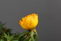 Blossom of a moss rose, Portulaca grandiflora Royalty Free Stock Photo