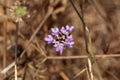 Blossom of a mourningbride, Scabiosa atropurpurea Royalty Free Stock Photo