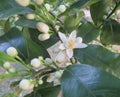 Blossom on Naartjie Tree