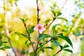 Blossom nectarine pink flowers with small young fruits on tree branch early morning light at homegrown orchard near Dallas, Texas