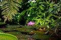 Blossom Nymphaea lotus flower, blooming lotus in the rainforest, horizontal background wallpaper Royalty Free Stock Photo