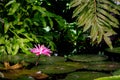 Blossom Nymphaea red lotus, blooming aquatic flower lotus water lily in the rainforest Royalty Free Stock Photo