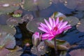 Blossom Nymphaea red lotus close-up with a bud, blooming aquatic flower lotus water lily in the rainfores Royalty Free Stock Photo