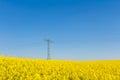 Blossom oilseed field in springtime with pylon