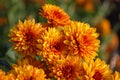 Blossom of orange bright chrysanthemums in autumn. Mums or chrysanths from the Asteraceae family. Fall background for a Royalty Free Stock Photo