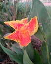 Blossom orange canna indica flower on green leaves.