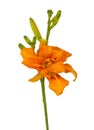 Blossom orange double Daylily Hemerocallis Apricot Beauty fulva kwanso Royalty Free Stock Photo