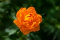 Blossom orange globeflower flower on a dark green background on a summer day macro photography. Royalty Free Stock Photo