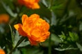 Blossom orange globeflower flower on a dark green background on a summer day macro photography. Royalty Free Stock Photo