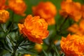 Blossom orange globeflower flower on a dark green background on a summer day macro photography. Royalty Free Stock Photo