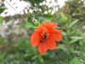 Blossom orange pomegranate flower with bee on pollen Royalty Free Stock Photo