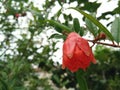 Blossom orange pomegranate flower Royalty Free Stock Photo