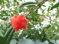 Blossom orange pomegranate flower, bokeh background Royalty Free Stock Photo