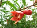 Blossom orange pomegranate flower Royalty Free Stock Photo