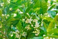 Blossom orange tree. Branch of orange tree with white flowers close up in the garden Royalty Free Stock Photo