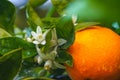 Blossom orange tree close up. Beautiful season, when trees have ripe fruits and flowers at the same time Royalty Free Stock Photo