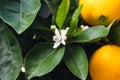 Blossom orange trees. Beautiful season, when trees have ripe fruits and flowers at the same time. Royalty Free Stock Photo