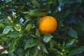 Blossom orange tree with fruits and flowers. Beautiful season, when trees have ripe fruits and flowers at the same time Royalty Free Stock Photo