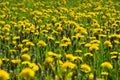 Blossom and overblown yellow dandelions on green meadow Royalty Free Stock Photo