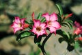 Paper blossom or pink azalea Impala Lily flower purple with bushy beautiful on soft and blur background Royalty Free Stock Photo