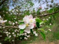 Blooming spring flowers of apple tree. Royalty Free Stock Photo