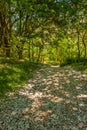 Blossom Path. Glenashdale Forest, Arran, Scotland.
