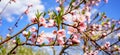 Blossom peach tree with beautiful pink flowers and small young green leaves against blue sky in the garden in sunshine spring day Royalty Free Stock Photo