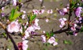 Blossom peach tree with beautiful pink flowers and small young green leaves in the garden in sunshine spring day Royalty Free Stock Photo