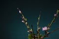 Blossom of peach tree and pink flower against dark green surface.Empty space Royalty Free Stock Photo