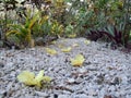 Blossom on a pebble path