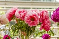 Blossom peony bouquet in glass wase