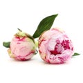 Blossom peony flowers, floral background