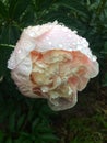 Blossom peony